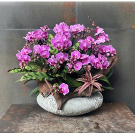 CHẬU LAN HỒ ĐIỆP MINI HỒNG